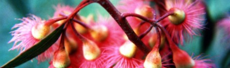 5 Remedios Naturales para aliviar la gripe