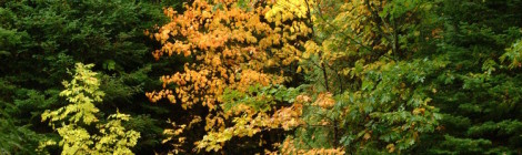 Ha llegado el Otoño...