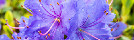 7 trucos para escoger tu perfume