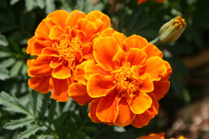 Calendula Marigold