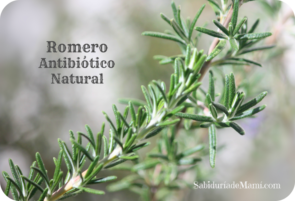 Romero Antibiotico Natural